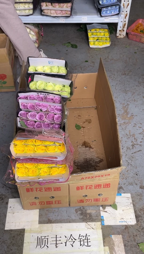 月光漫步20枝+海洋之歌20枝+小乔20枝