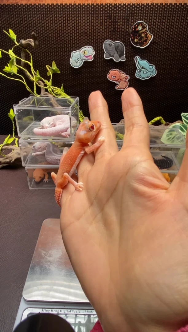 瘤尾守宫鳞与尾 Scale Tail 爬宠白无母
