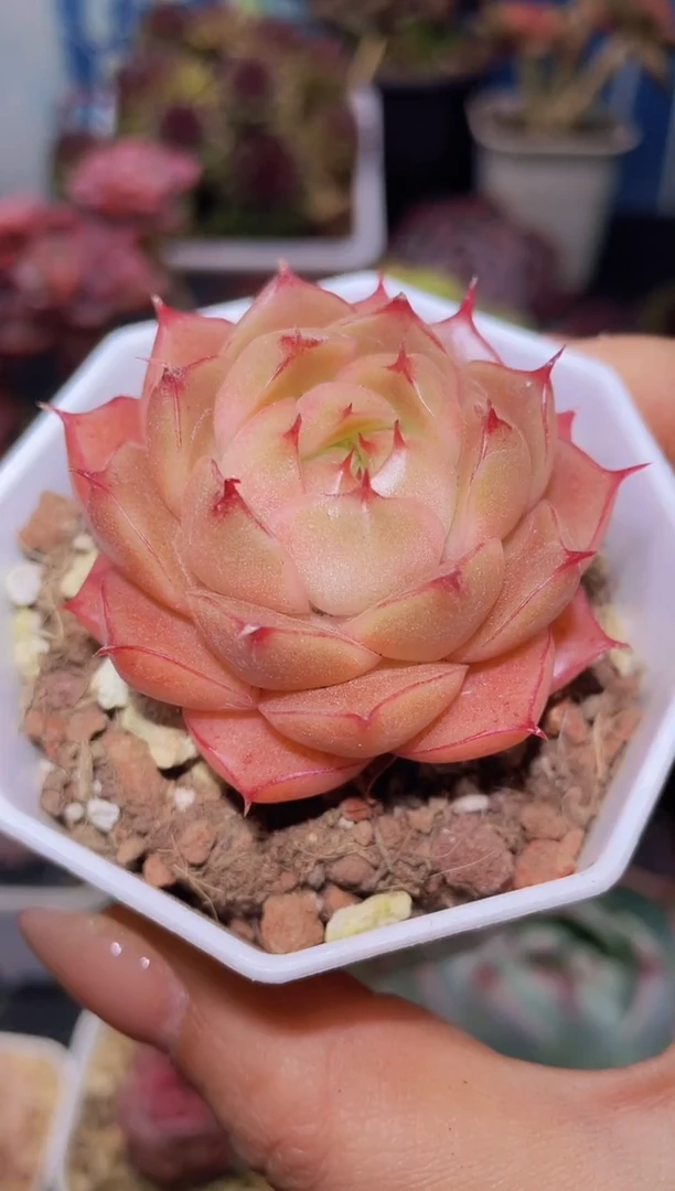 【闪购商品】320流星珍妮多肉