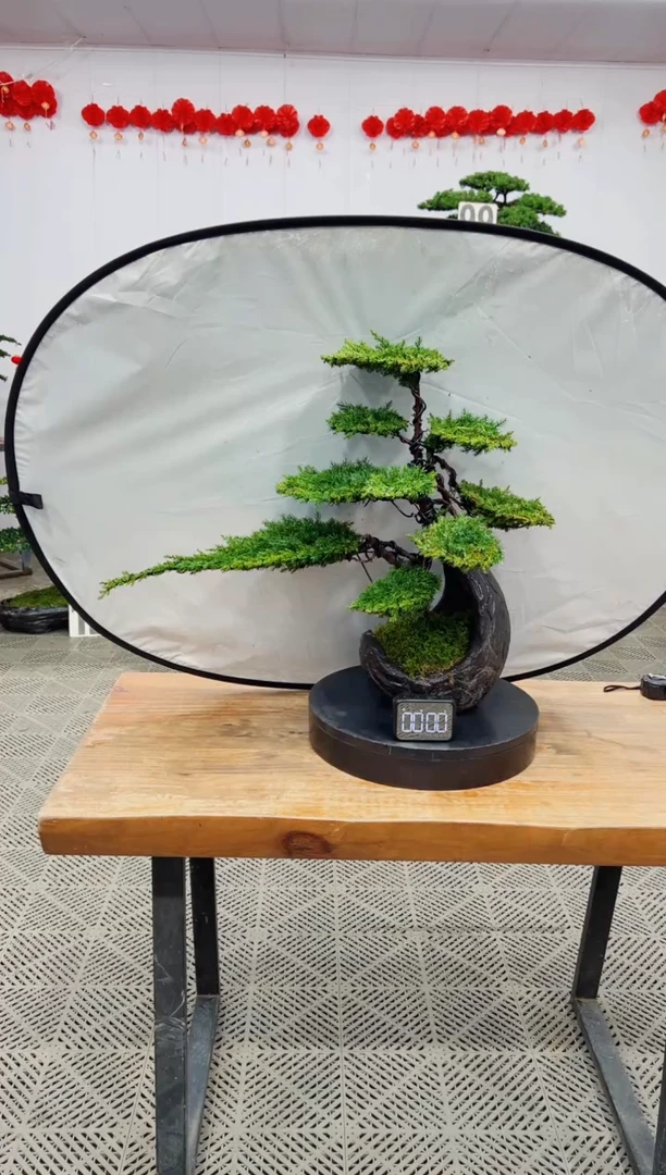 【闪购商品】盆景盆景