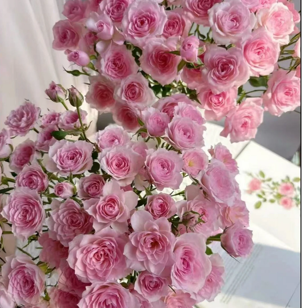 【一品花集】【完美甜蜜 】多头玫瑰 云南昆明基地直发家用鲜花