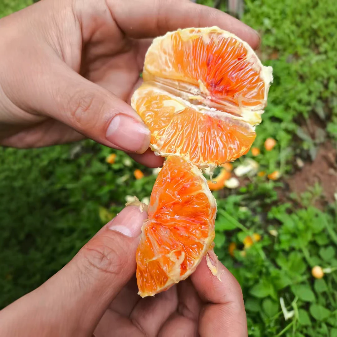 四川新鲜水果血橙塔罗科血橙当季水果现摘现发