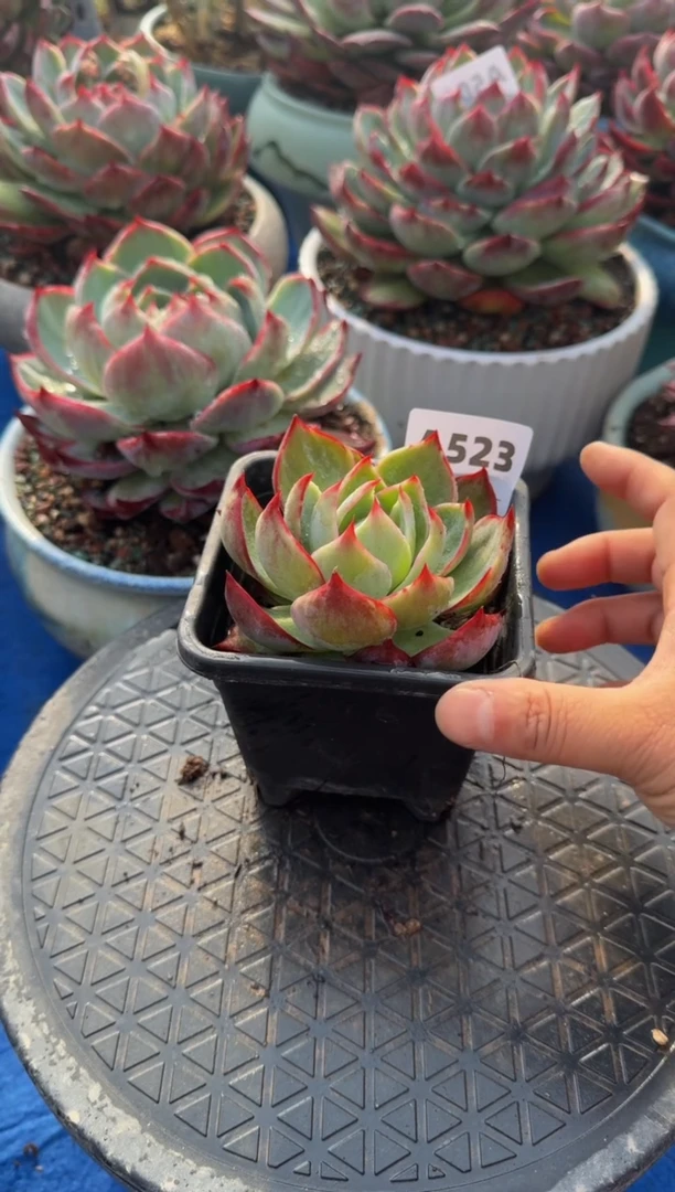 【闪购商品】A523惊鸿仙子（裸根发货）