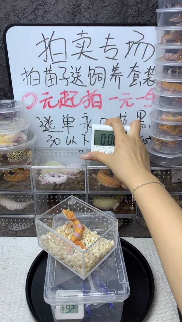 豹纹守宫巨人超级橘白
