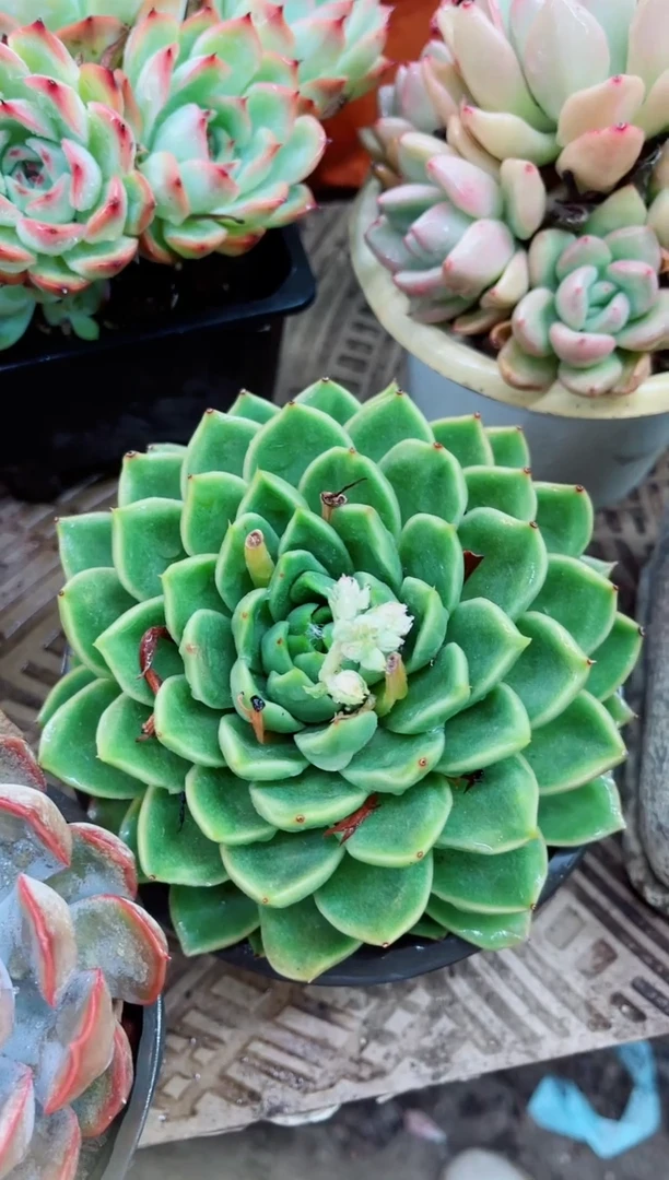 14010多肉植物一物一拍