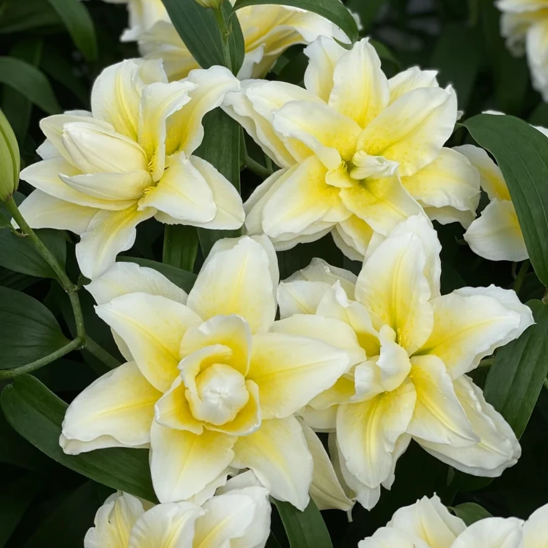 【路德维娜】13/15重瓣百合香水百合种球种植云南鲜花进口种球