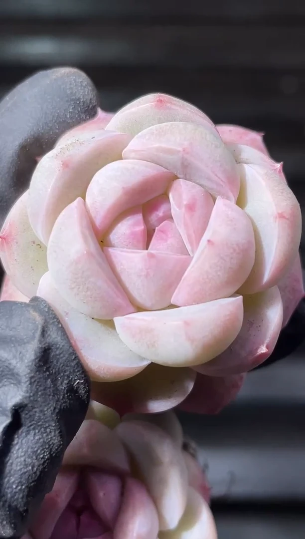 25-39草莓圣代3-4厘米量拍发一颗