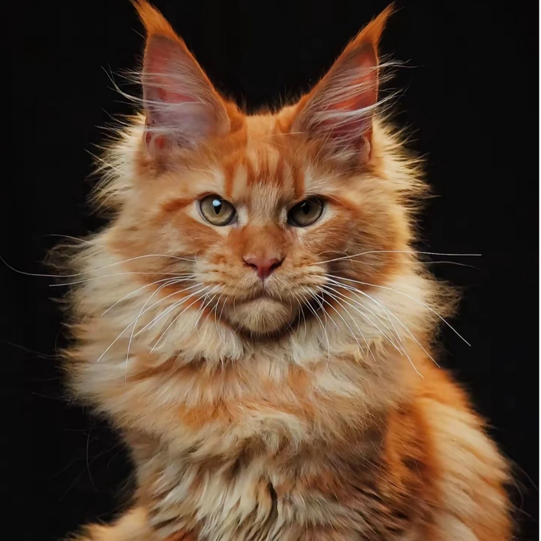 河北【琳琳专属】Mainecoon缅因库恩猫缅因幼猫