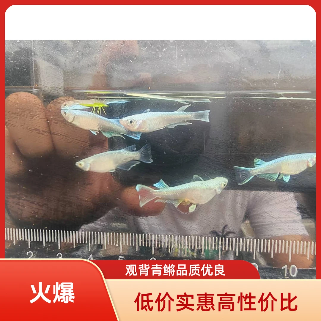 观背青鳉龙兰、宽鳍玛利亚小型冷水鱼观赏皮实好养包损包活