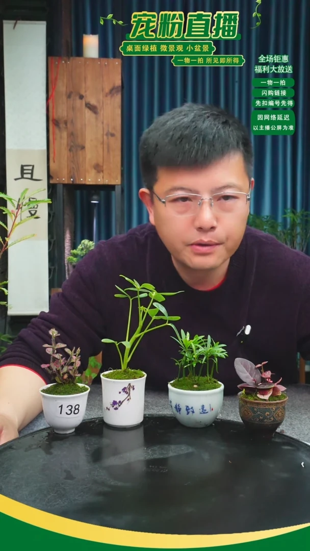无花朵我****！苔藓微景观138号