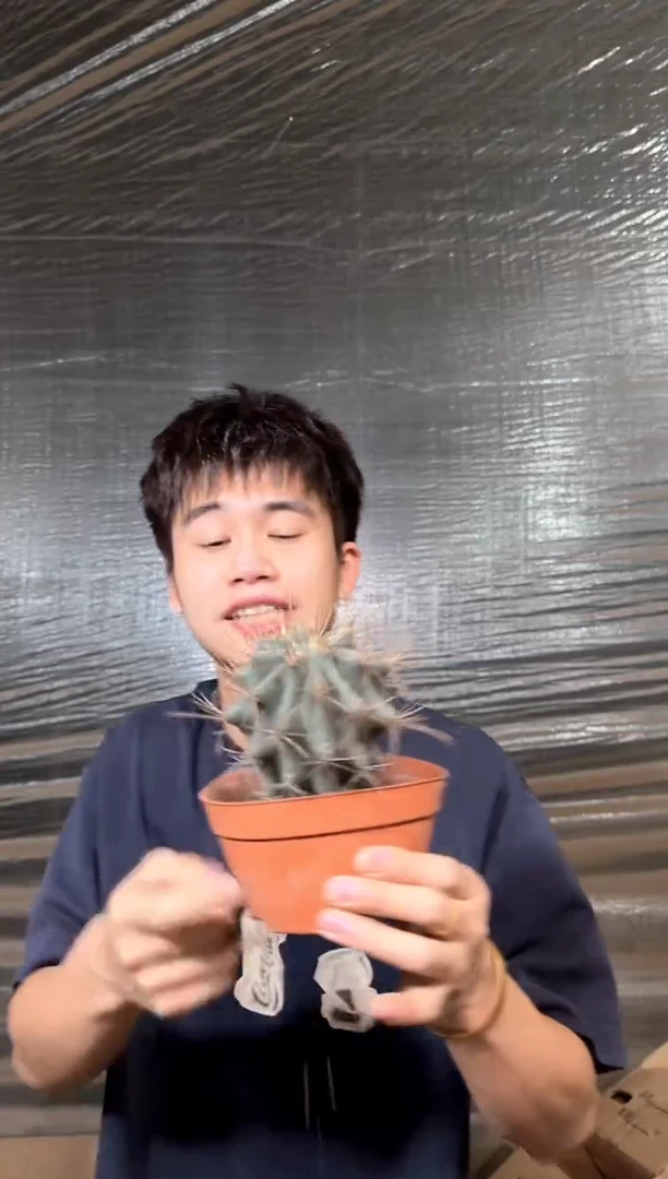 大号 实生根 黑罗刹