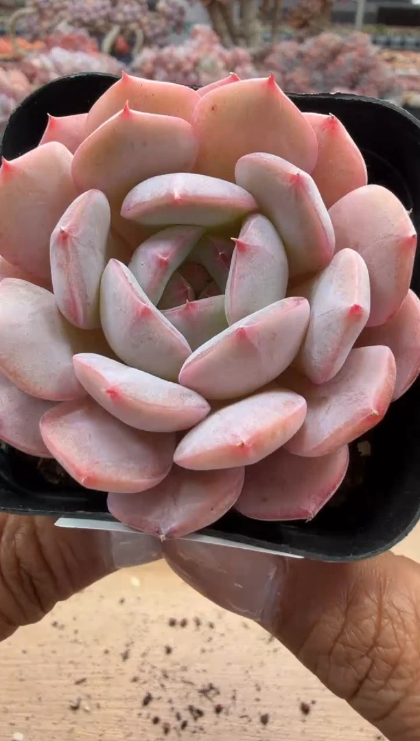 东云多肉园二店-177