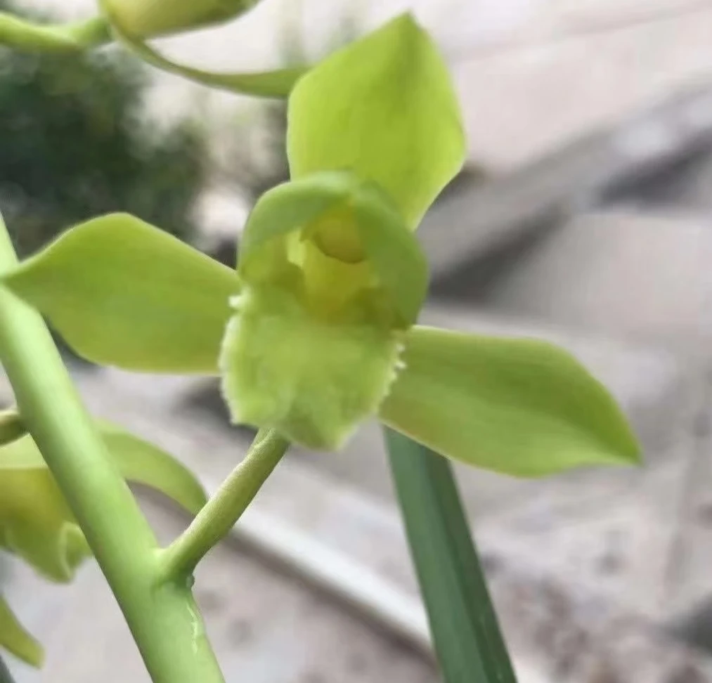 兰花蕙兰【金奥素】浓香型国兰高品质无机兰花苗地生兰传统名品