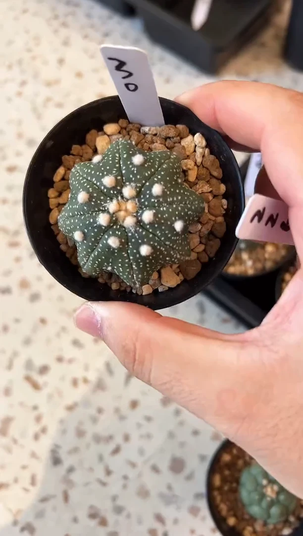 超级细雪海星实生编码30