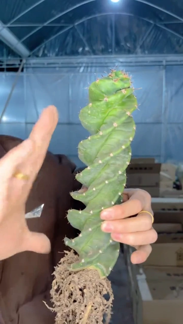 【闪购商品】龙卷风 高20-30cm