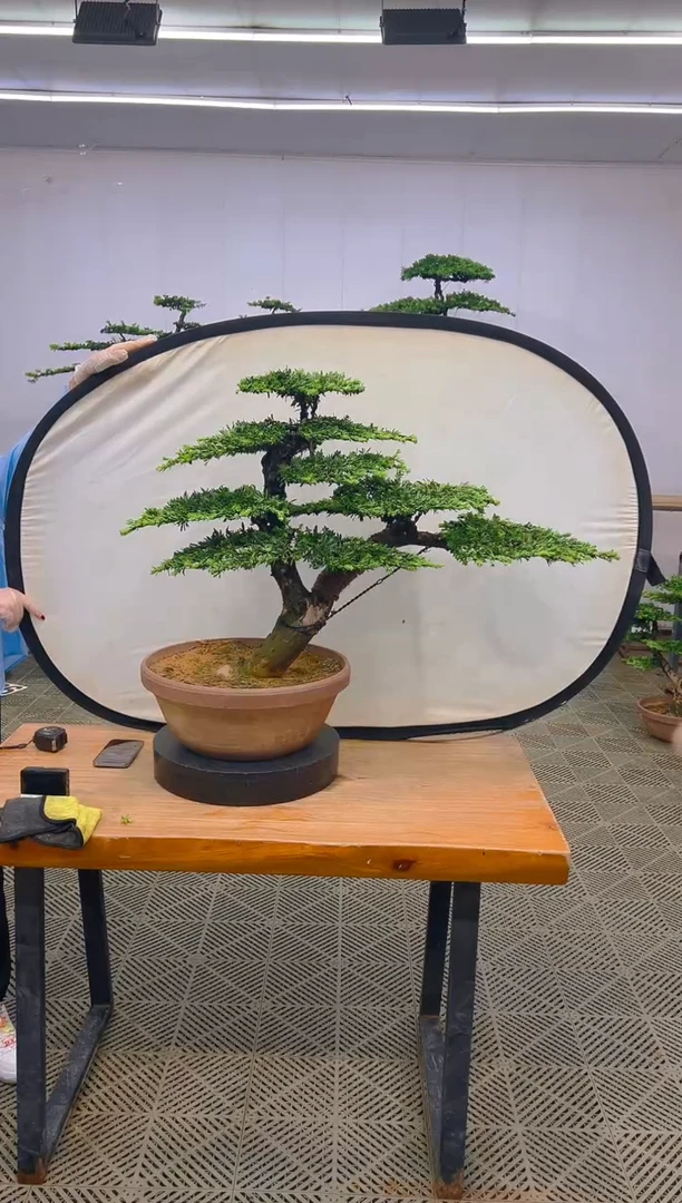 无花朵罗汉松盆景....