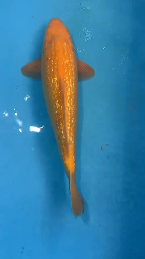 锦鲤太饱锦鲤36cm-45cm不包邮到付