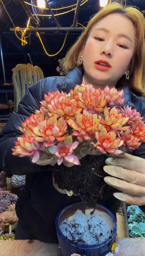 赫拉小树一物一拍