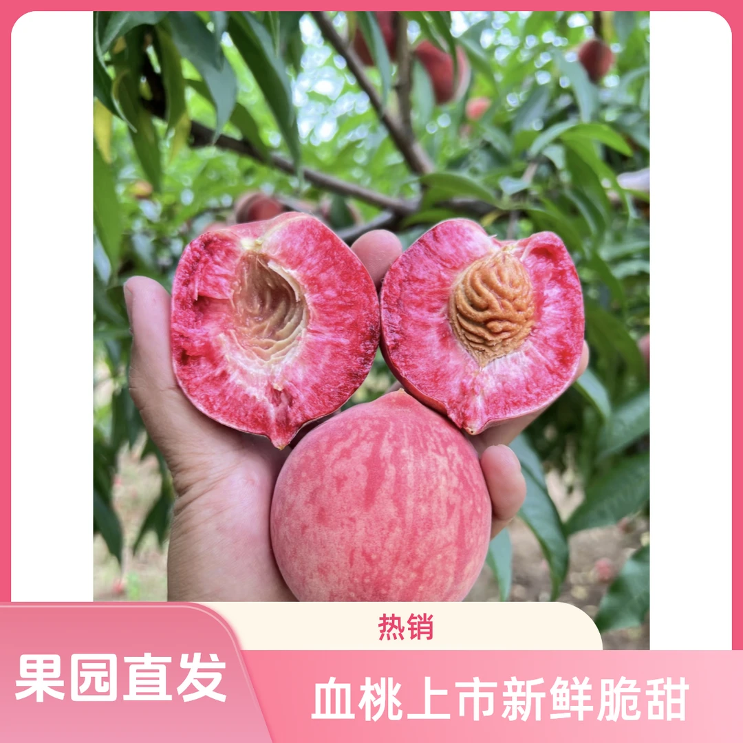 血桃正宗新鲜脆甜桃子硬桃软桃当季现摘现发毛桃孕妇水果