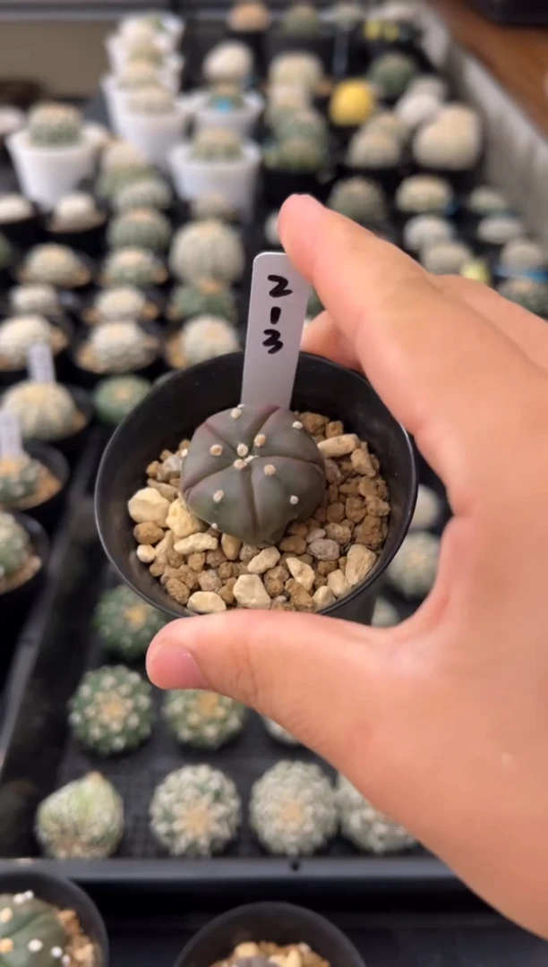 仝*目实生根星兜仙人球编码213