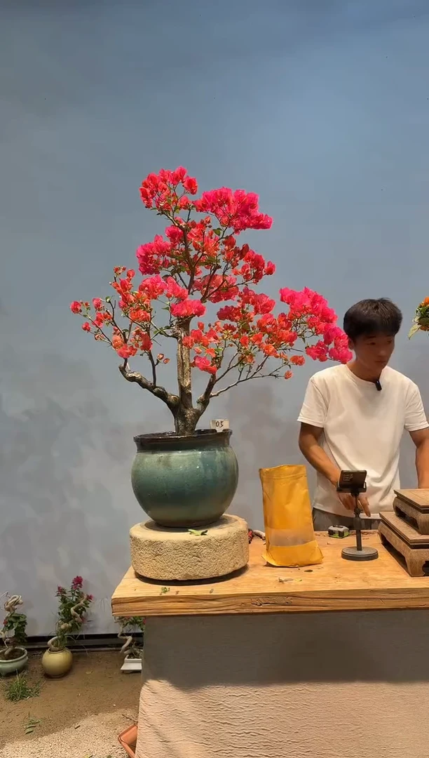 无花朵三角梅专场一物一拍5