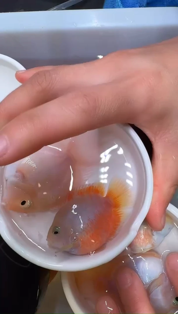 鹦鹉鱼白金公胭脂粉母