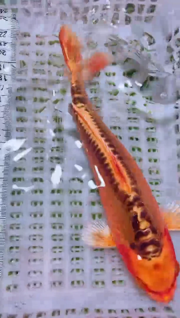 锦鲤冷水观赏鱼全场包邮9