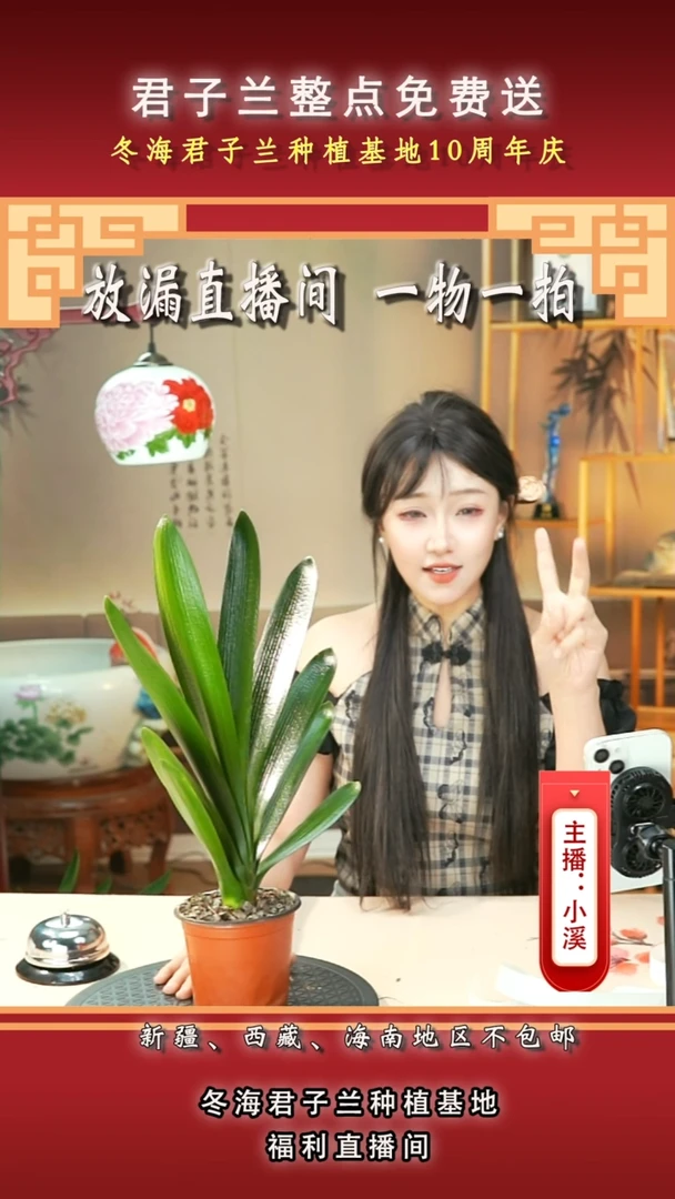 当前无花朵，栽培后可花朵小**奶君子兰