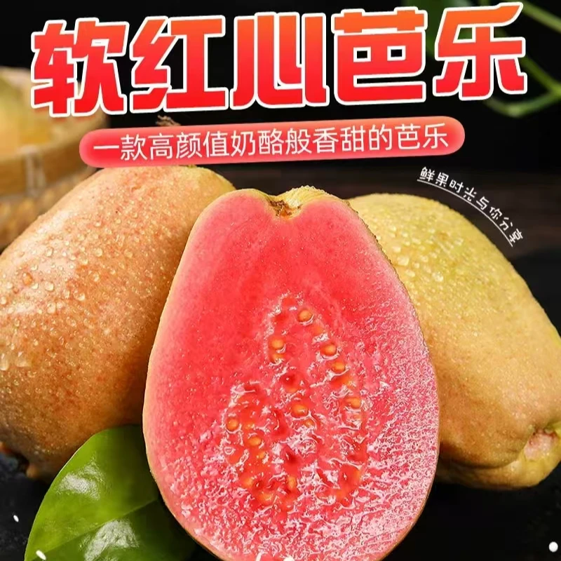 福建红芭乐树上熟芭乐软糯白心红心芭乐新鲜香甜产地直发时令水果