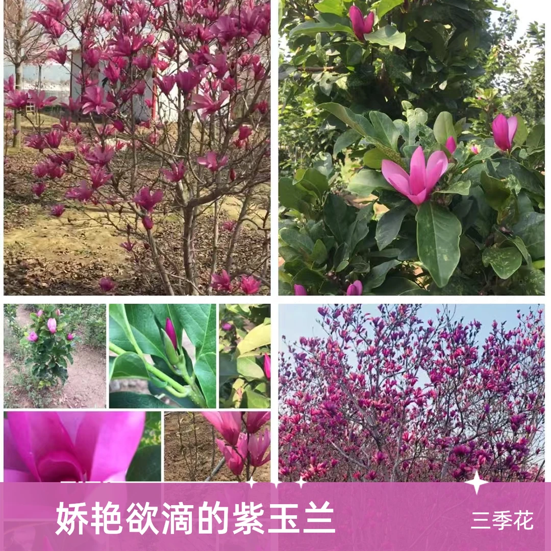 新品种【少女安妮玉兰】三季花矮化款