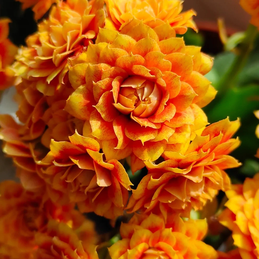 （凤栖梧桐 110盆）基地直发一代长寿  稀有大花品种  室内懒人花