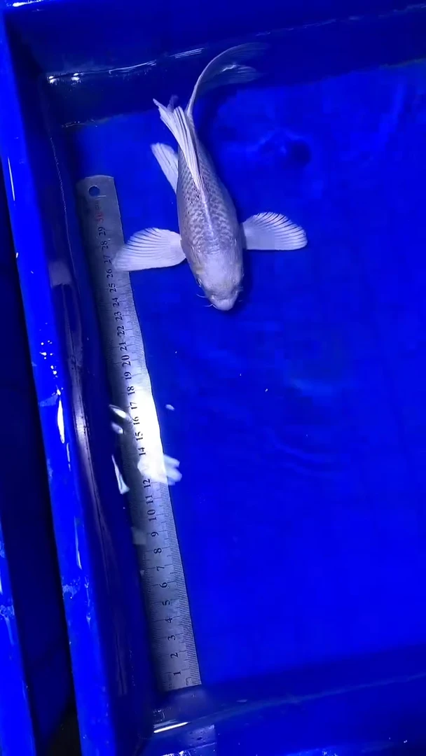 蝴蝶鲤鱼蝴蝶鲤直播选鱼专用链接 凭开箱视频售后
