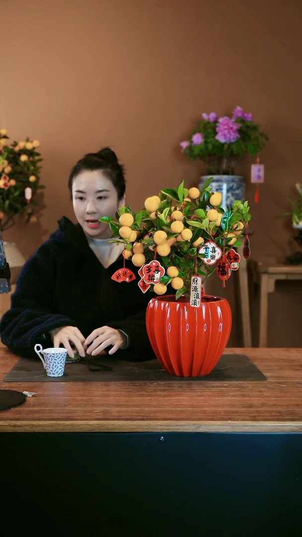 【闪购商品】盆景小金橘 红