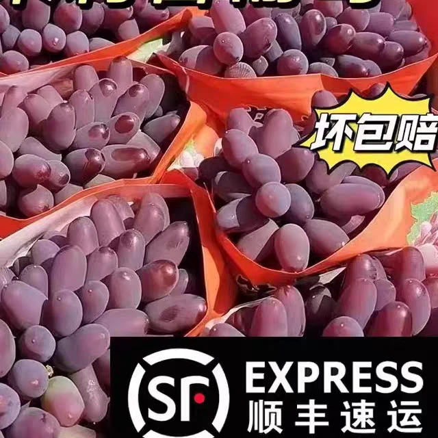 【顺丰包邮】现摘茉莉香葡萄新鲜发货整箱3斤净重2.7 斤浙江省
