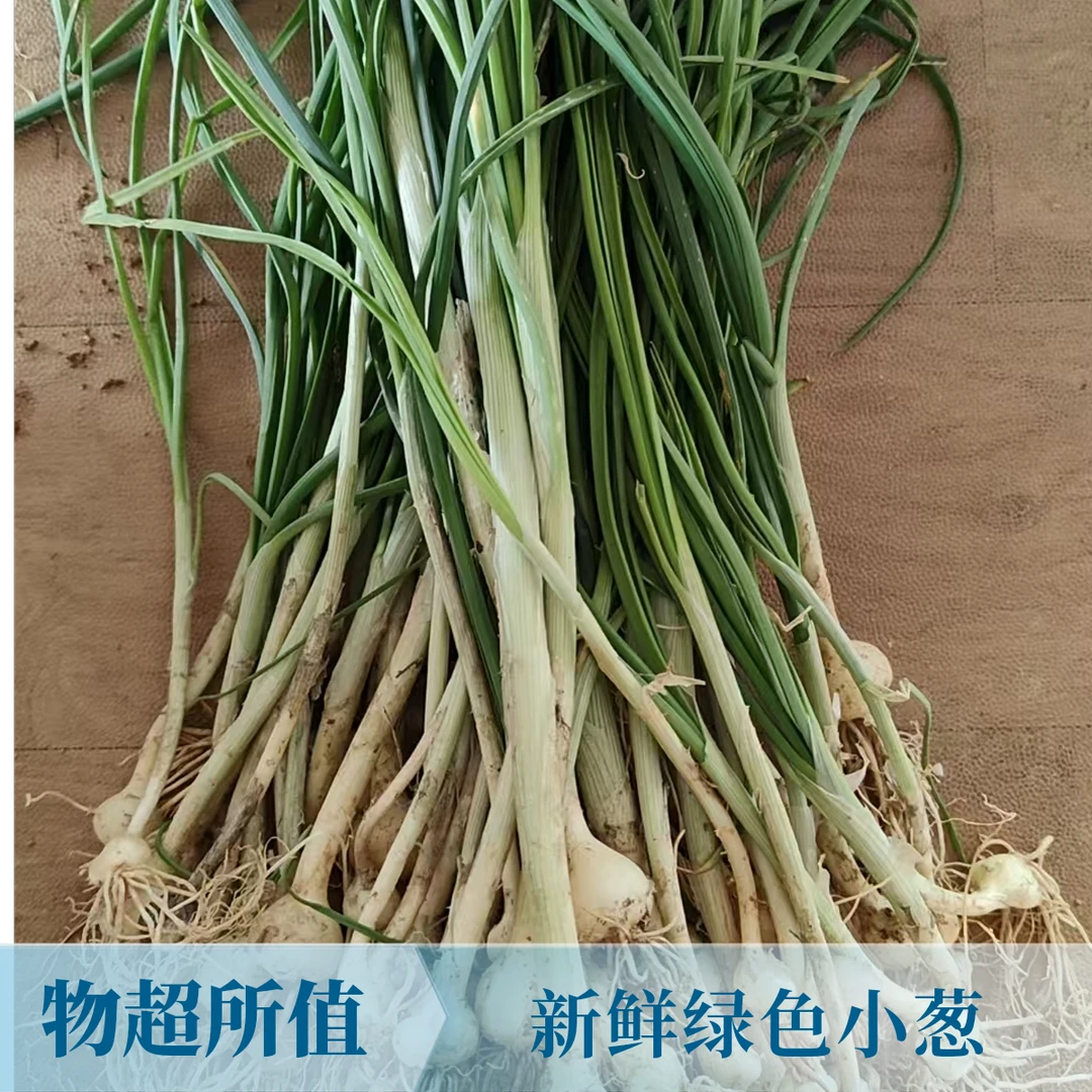 湖南新宁新鲜野葱当季农家现挖现发土特产
