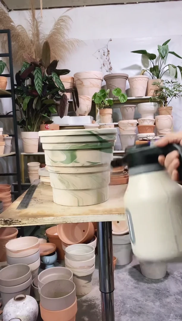 25*23绿白竹节 1盆无托