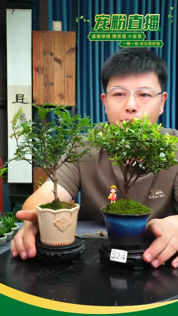 无花朵苔藓微景观524号