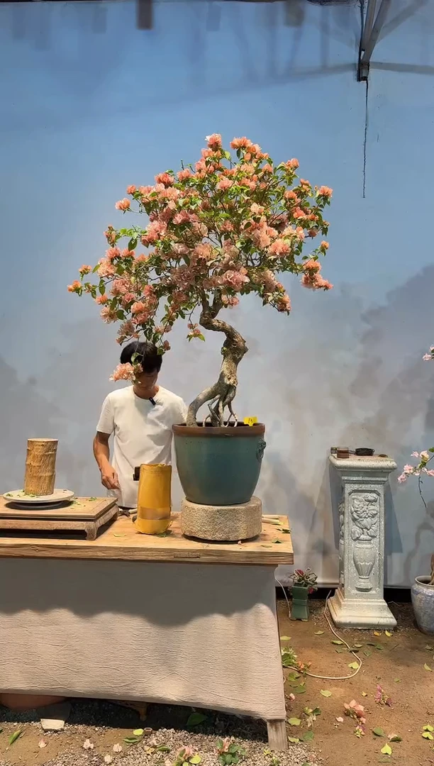全部花朵重*三角梅13