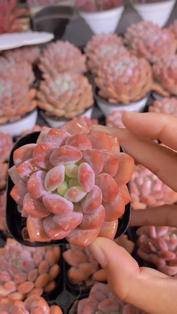 652-优选半夏5cm单头（量拍）