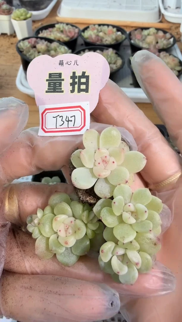 T347 单双混 3颗量拍混发 满9.9包邮