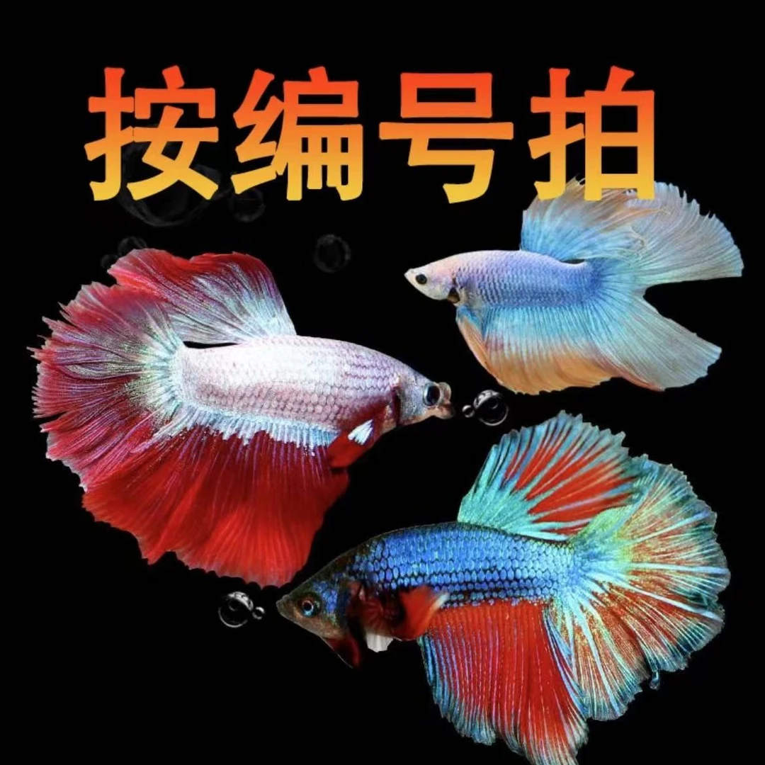 第4版泰国斗鱼小型小鱼淡水鱼观赏鱼婚纱只能单养一条一缸养鱼