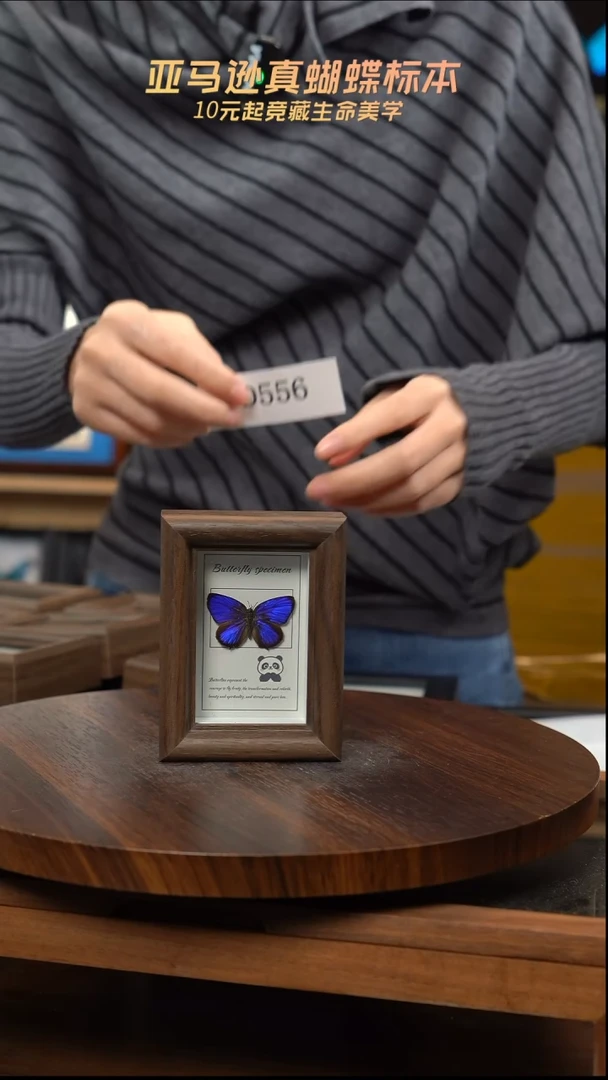 冰箱贴标本摆件d556