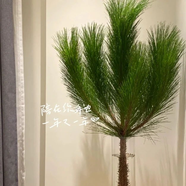 【新疆花之溪】马尾松1根