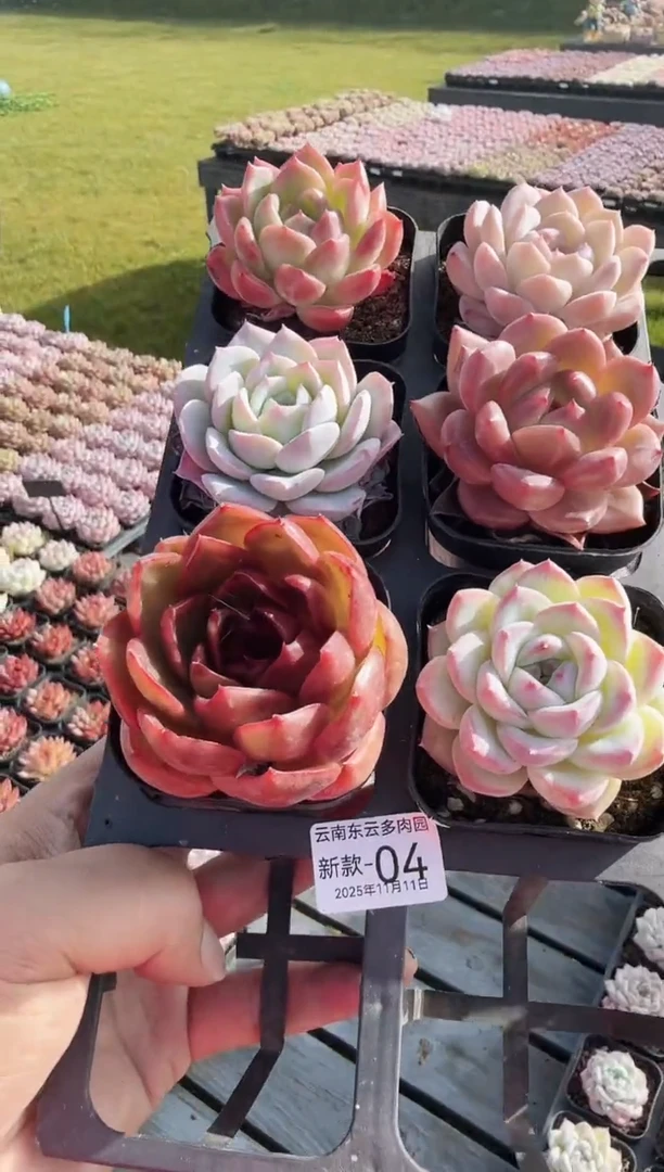 东云多肉园新款-04