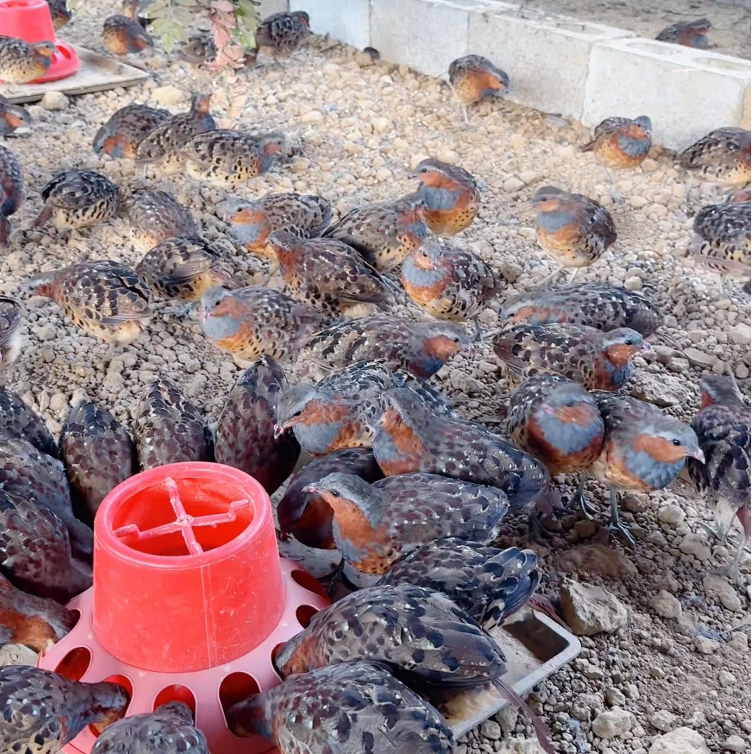 小型宠物鸡 竹鸡 可公母搭配 证件齐全 顺丰包邮