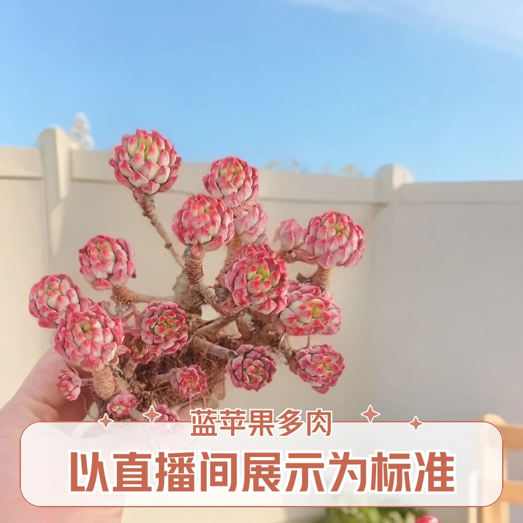 蓝苹果 多肉植物（九块九包邮） 以直播间实物为标准 新手好养