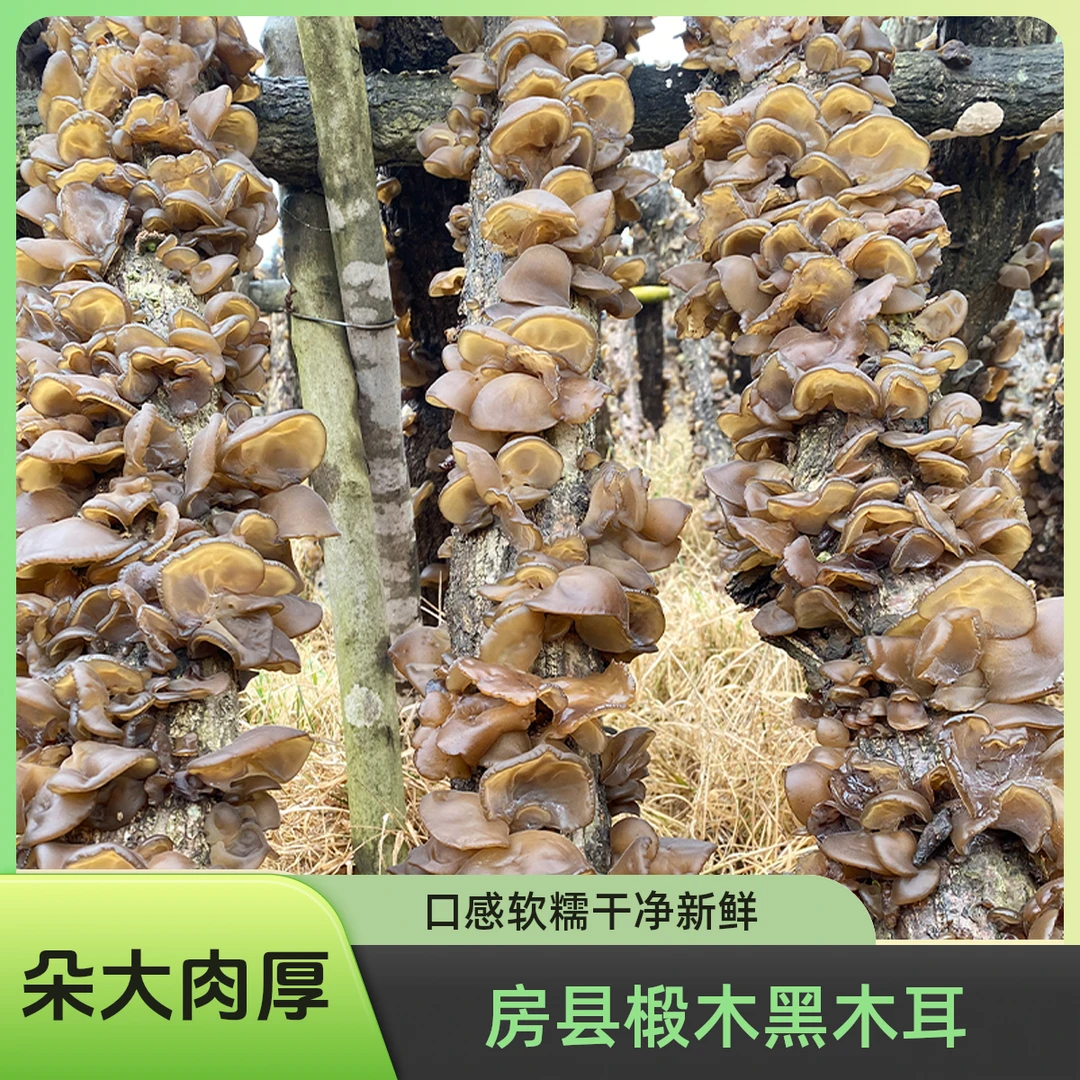 湖北房县头茬椴木黑木耳新货肉厚软糯特产干货黑木耳