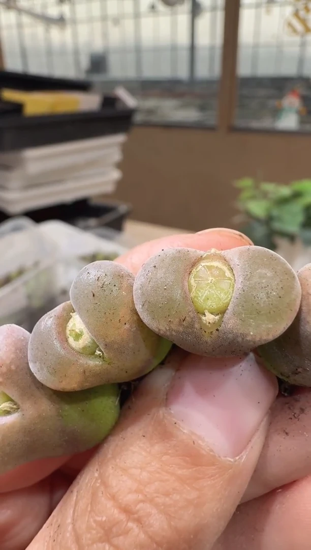 风****生29-237多肉植物肉锥