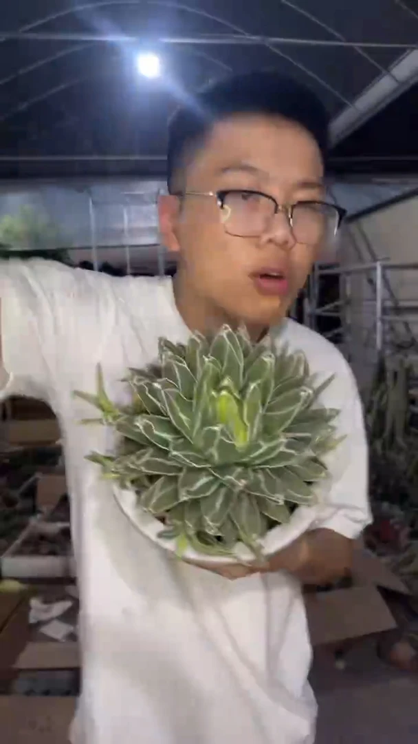 超大 屉之雪 14-20cm