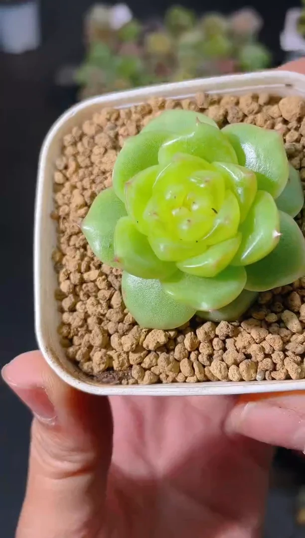 571糯叽叽一物一拍
